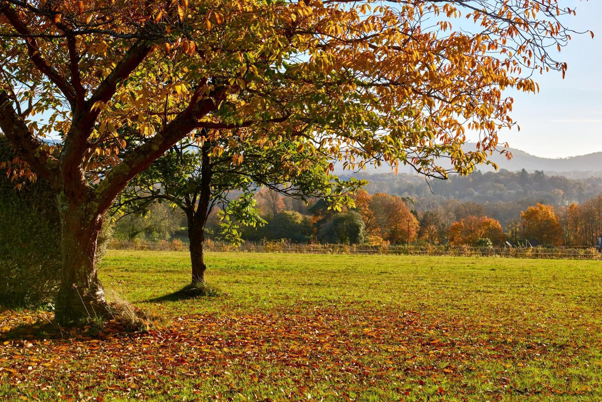Rogate Stunning Cabin With Incredible Views Near Goodwood מראה חיצוני תמונה